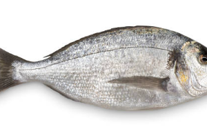 Gilt Head Bream (Denees)